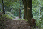Spacer po lesie